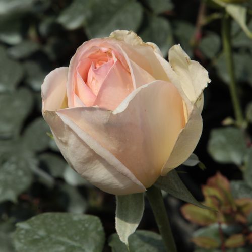 Rosa  Topaze Orientale™ - žlutá - Stromkové růže s květmi čajohybridů - stromková růže s rovnými stonky v koruně